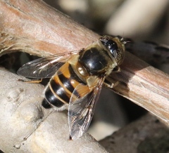 Eristalinus modestus