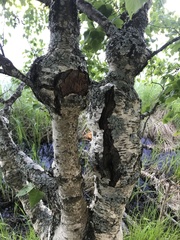 Betula pendula carelica