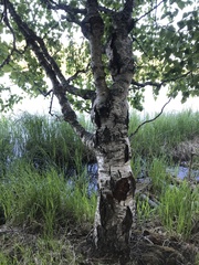 Betula pendula carelica