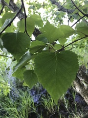 Betula pendula carelica