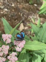 Heliophorus moorei