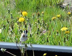 Carduelis carduelis