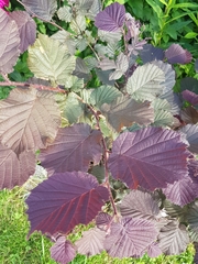 Corylus avellana