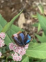 Heliophorus moorei