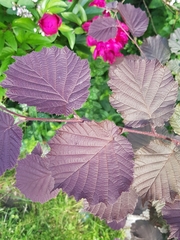Corylus avellana