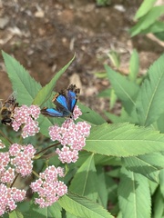 Heliophorus moorei