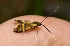 Nemophora degeerella