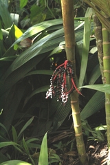 Pinanga