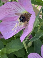 Anthophora montana
