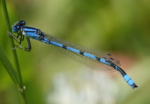 Familiar Bluet, Greenwood Heights, Brooklyn, NY, USA, photo 10 of 10