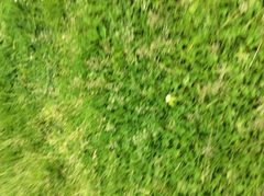 Zoysia