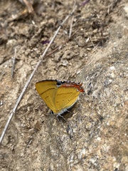 Heliophorus moorei