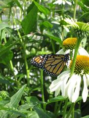 Danaus plexippus