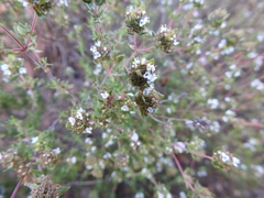 Thymus capitellatus