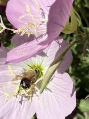 Anthophora montana