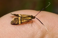 Nemophora degeerella