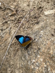 Heliophorus moorei