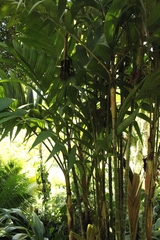 Pinanga