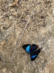 Heliophorus moorei