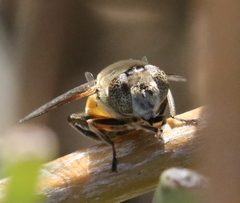 Eristalinus modestus