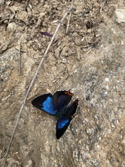 Heliophorus moorei