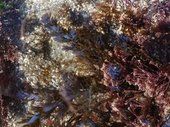 Ericaria selaginoides