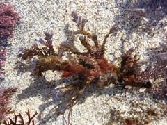 Ericaria selaginoides