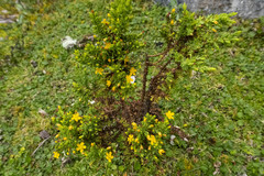 Hypericum quitense