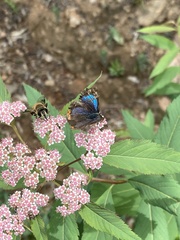 Heliophorus moorei