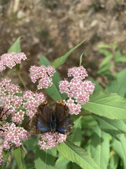 Heliophorus moorei
