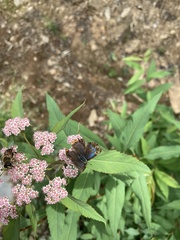 Heliophorus moorei