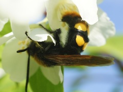 Megascolia maculata maculata