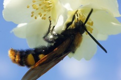Megascolia maculata maculata