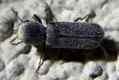 Amphicerus