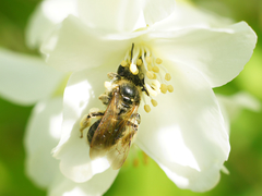 Andrena