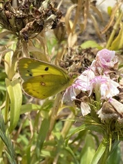 Colias poliographus