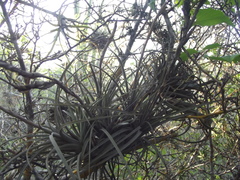 Tillandsia exserta