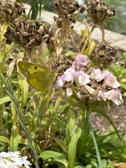 Colias poliographus