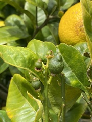 Citrus × limonia