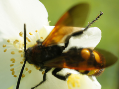 Megascolia maculata maculata