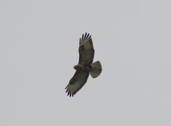 Buteo buteo