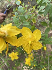 Hypericum
