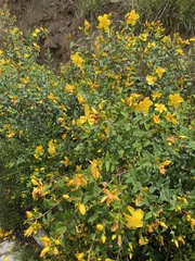Hypericum