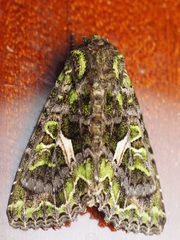 Trachea atriplicis