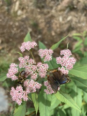 Heliophorus moorei