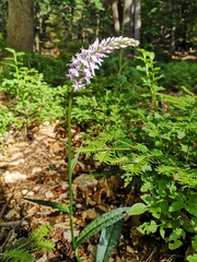 Dactylorhiza fuchsii