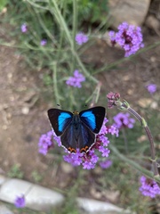 Heliophorus moorei