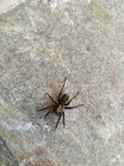 Araneae