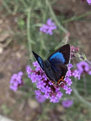 Heliophorus moorei