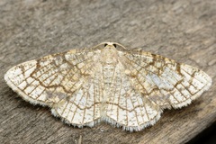 Stegania dilectaria